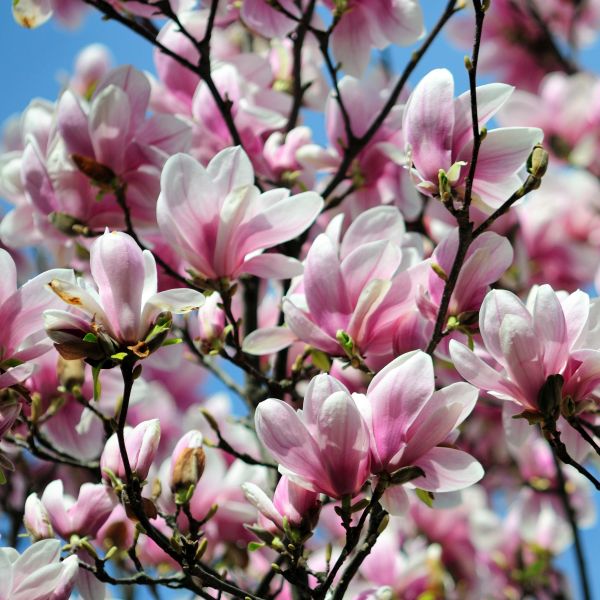 Light Pink Yulan Flower seeds for Planting Vibrant Colors, Heirloom & GMO Free Seeds for Home Garden seeds for home gardening