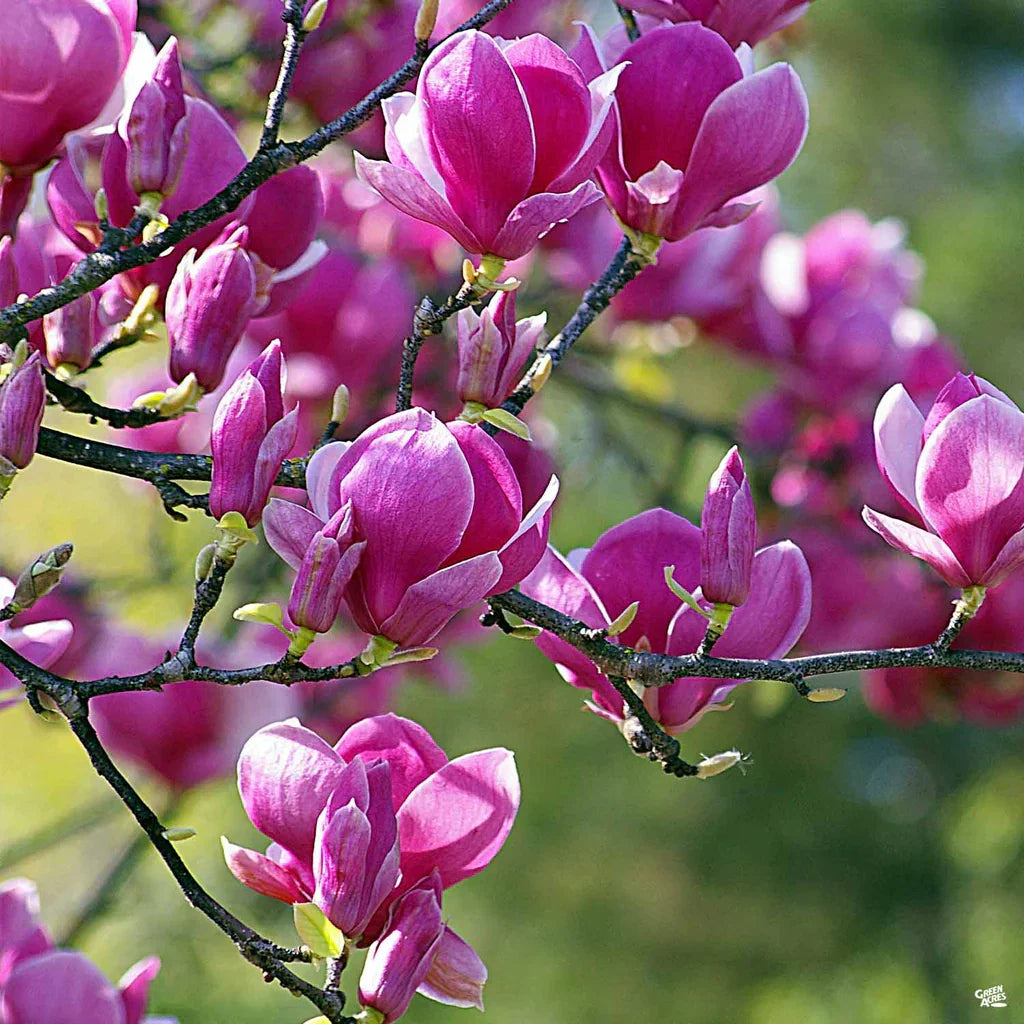 High quality Tulip Tree Flower seeds for Planting Premium Quality, Heirloom & GMO Free Seeds for Home Garden seeds pack