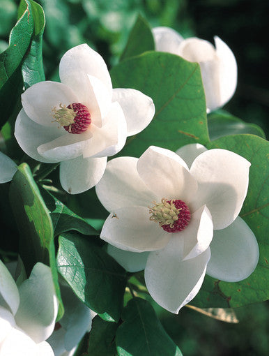 Yulan White Flower seeds for Planting Fragrant Blossoms, Heirloom & GMO Free Seeds for Home Garden vegetable and garden seeds