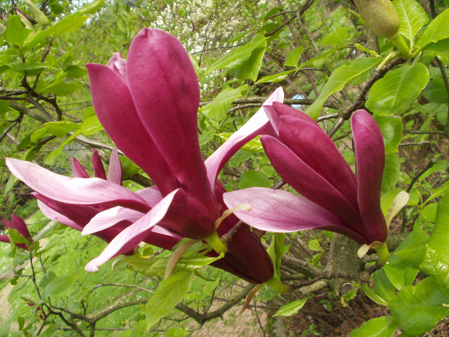 Magnolia Liliiflora Flower seeds for Planting, Drought Tolerant Heirloom & GMO Free Seeds for Home Garden