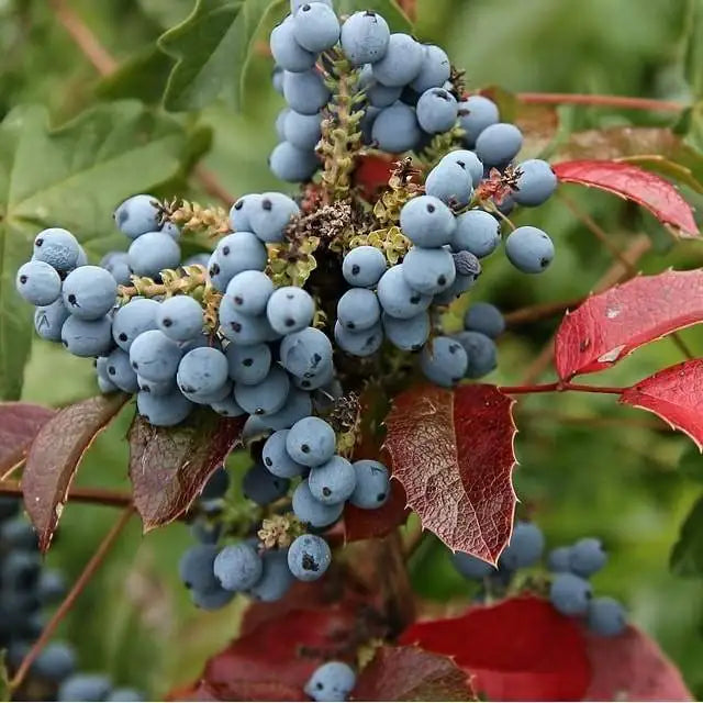 Oregon Grape Holly Fruit Vine (Mahonia aquifolium) Seeds