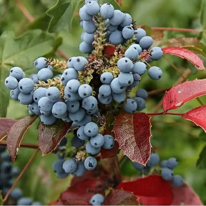 Oregon Grape Holly Fruit Vine (Mahonia aquifolium) Seeds