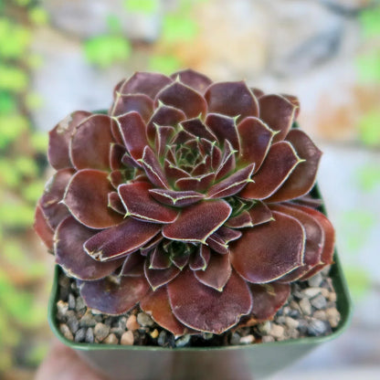 Maroon Jovibarba Flower seeds for Planting - Compact Growth, Heirloom & GMO Free Seeds for Home Garden