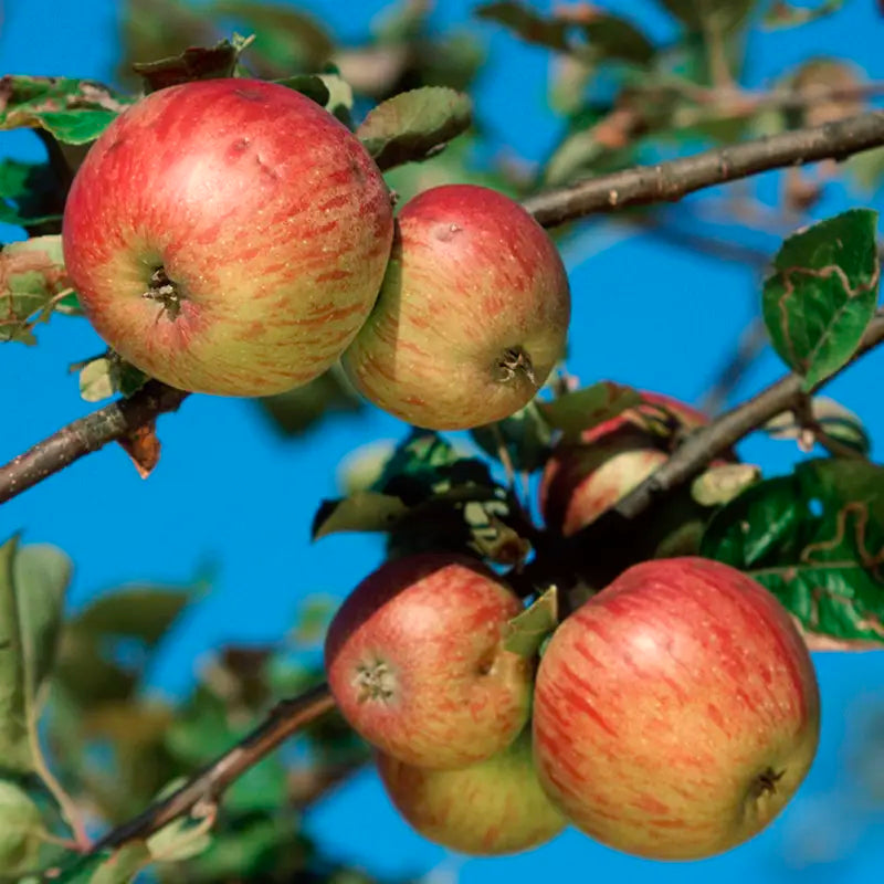 Apple Seed Planting Mix for Home Gardens - Evergrowseeds