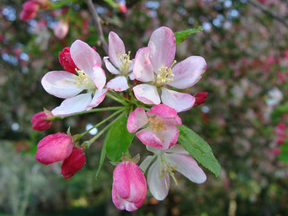 Malus Flower seeds for Planting Low Maintenance Heirloom & GMO Free Seeds for Home Garden