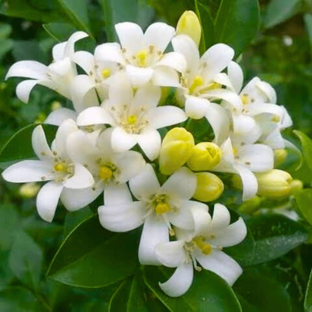 White Murraya Flower seeds for Planting Hardy Variety, Heirloom & GMO Free Seeds for Home Garden seeds for planting