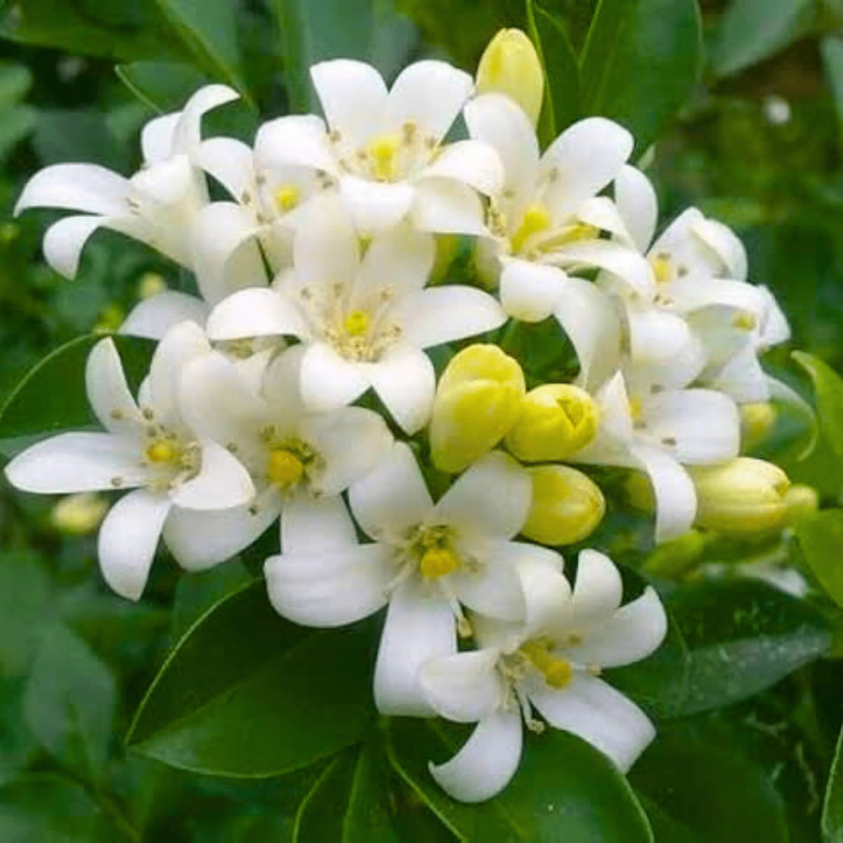 White Murraya Flower seeds for Planting Hardy Variety, Heirloom & GMO Free Seeds for Home Garden seeds for planting