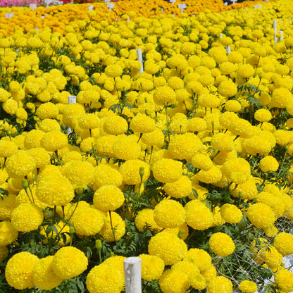 Marigold Flower seeds for Planting Shade Tolerant Heirloom & GMO Free Seeds for Home Garden
