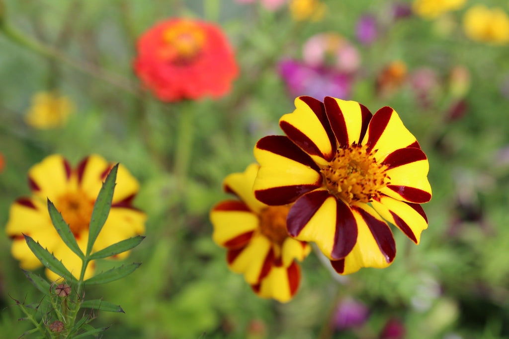 Premium Marigold Mr Majestic Flower seeds for Planting Fragrant Blossoms Heirloom & GMO Free Seeds for Home Garden seeds