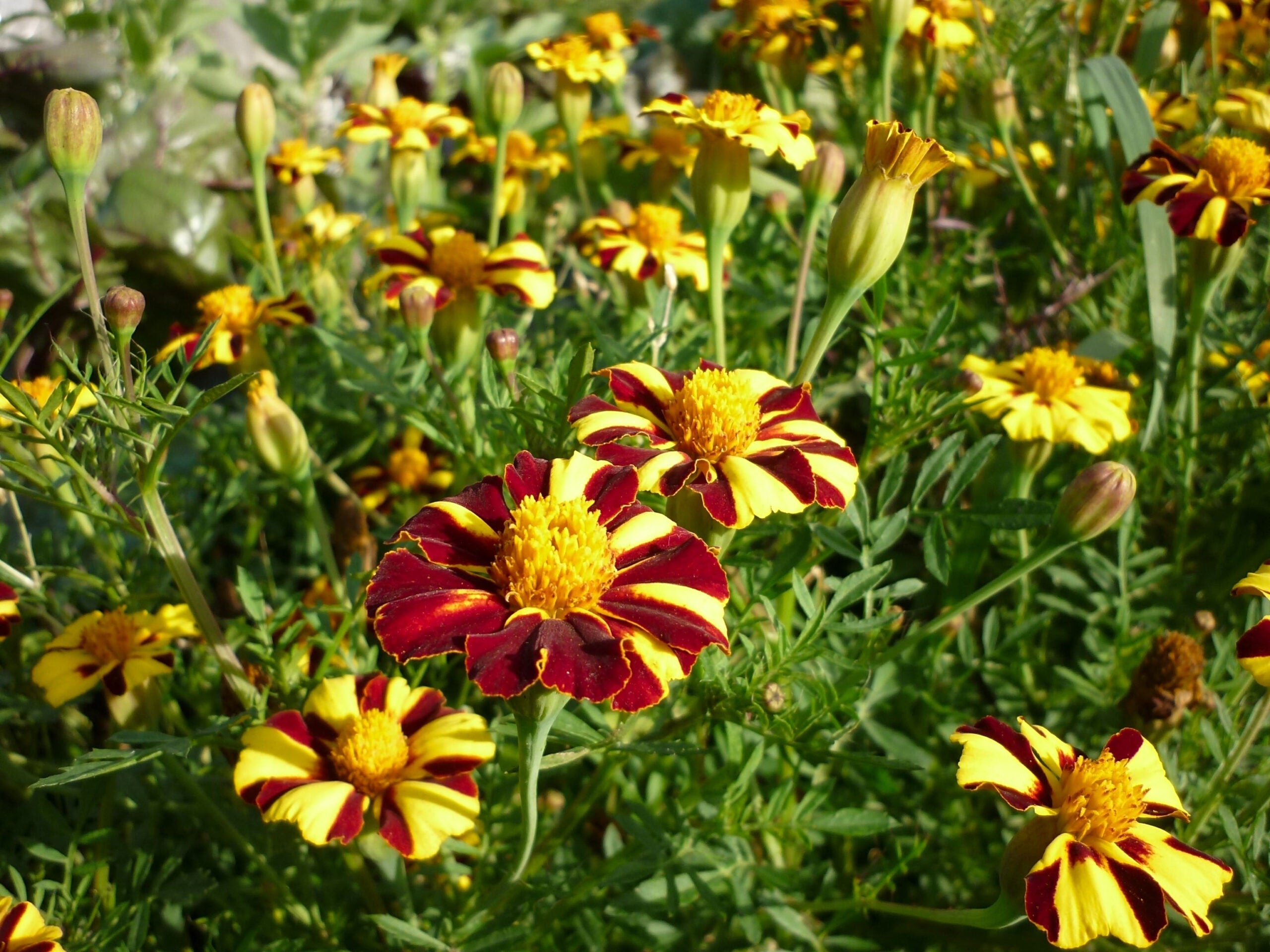 Marigold Mr Majestic Flower seeds for Planting Fragrant Blossoms Heirloom & GMO Free Seeds for Home Garden seeds for home gardening