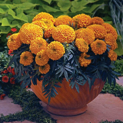 Marigold Flower seeds for Planting Garden Favorite Heirloom & GMO Free Seeds for Home Garden
