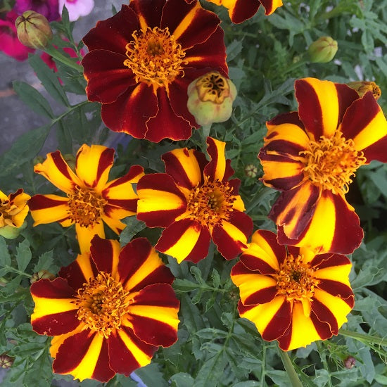 High quality Marigold Mr Majestic Flower seeds for Planting Fragrant Blossoms Heirloom & GMO Free Seeds for Home Garden seeds pack