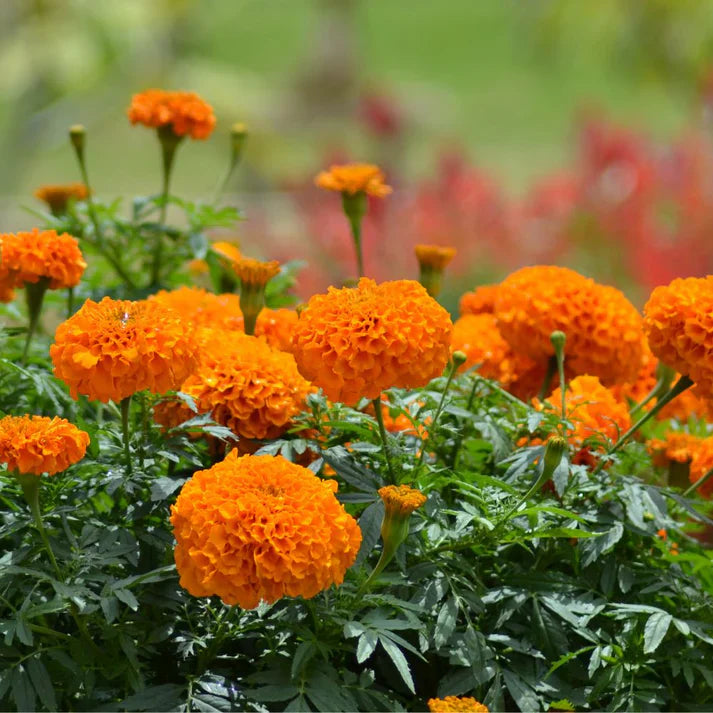 Marigold Flower seeds for Planting Cottage Garden Essential Heirloom & GMO Free Seeds for Home Garden