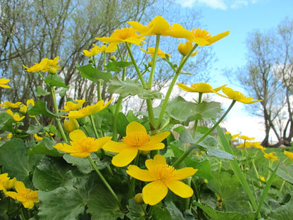 Caltha Palustris Flower seeds for Planting - Vibrant Colors, Heirloom & GMO Free Seeds for Home Garden