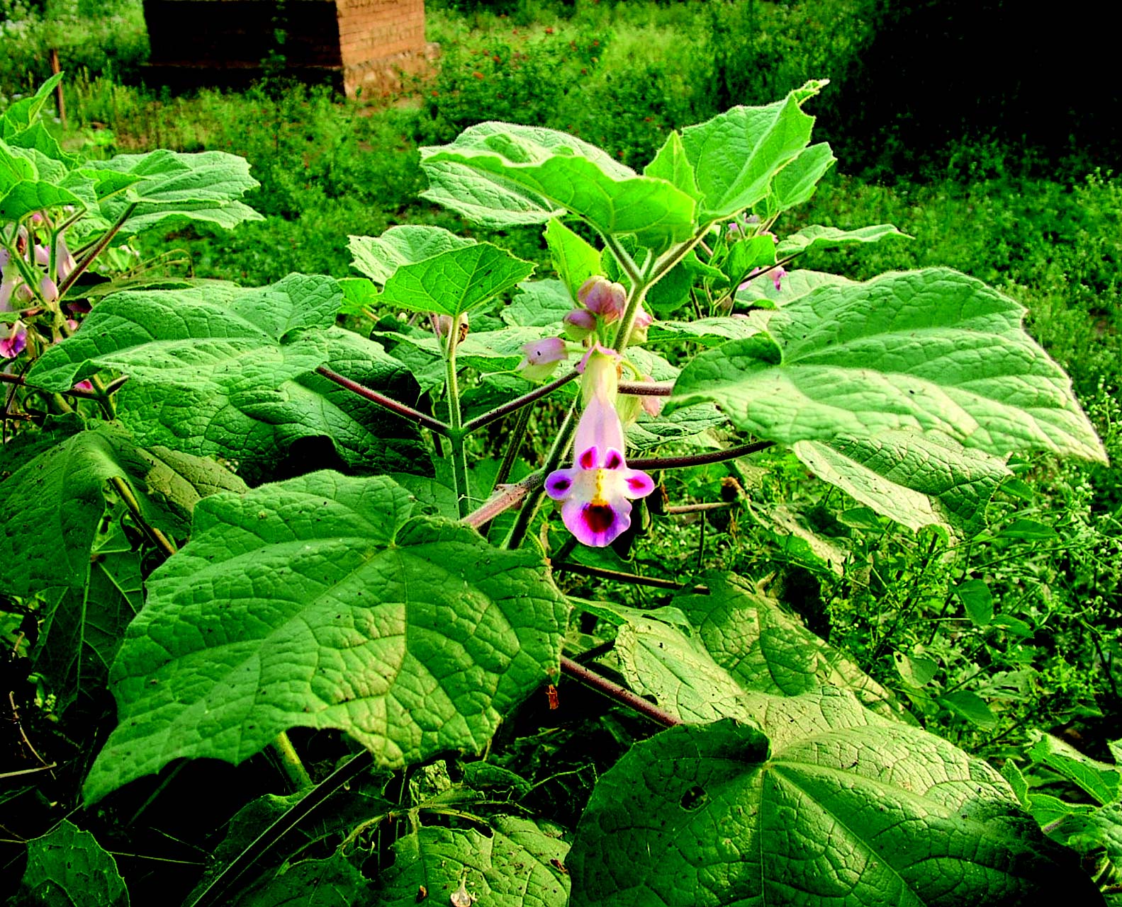 Pink Martynia Flower seeds for Planting Shade Tolerant, Heirloom & GMO Free Seeds for Home Garden vegetable and garden seeds