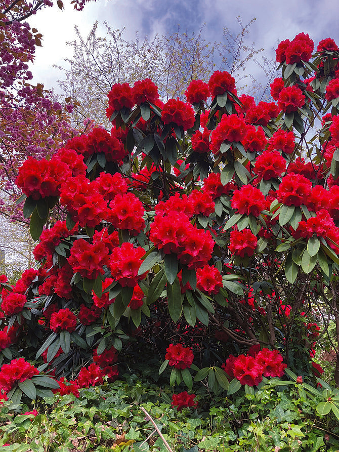 Red Rhododendron Flower seeds for Planting - Perfect for Borders, Heirloom & GMO Free Seeds for Home Garden
