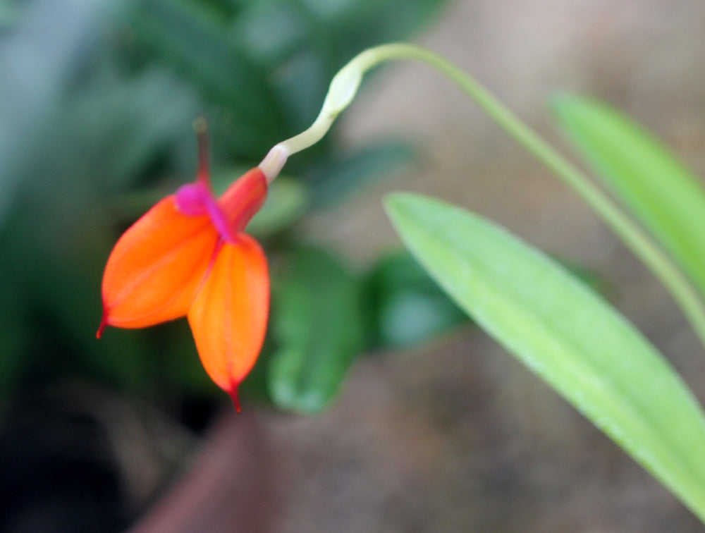 Premium Orange Utricularia Flower seeds for Planting Seasonal Bloomer, Heirloom & GMO Free Seeds for Home Garden seeds