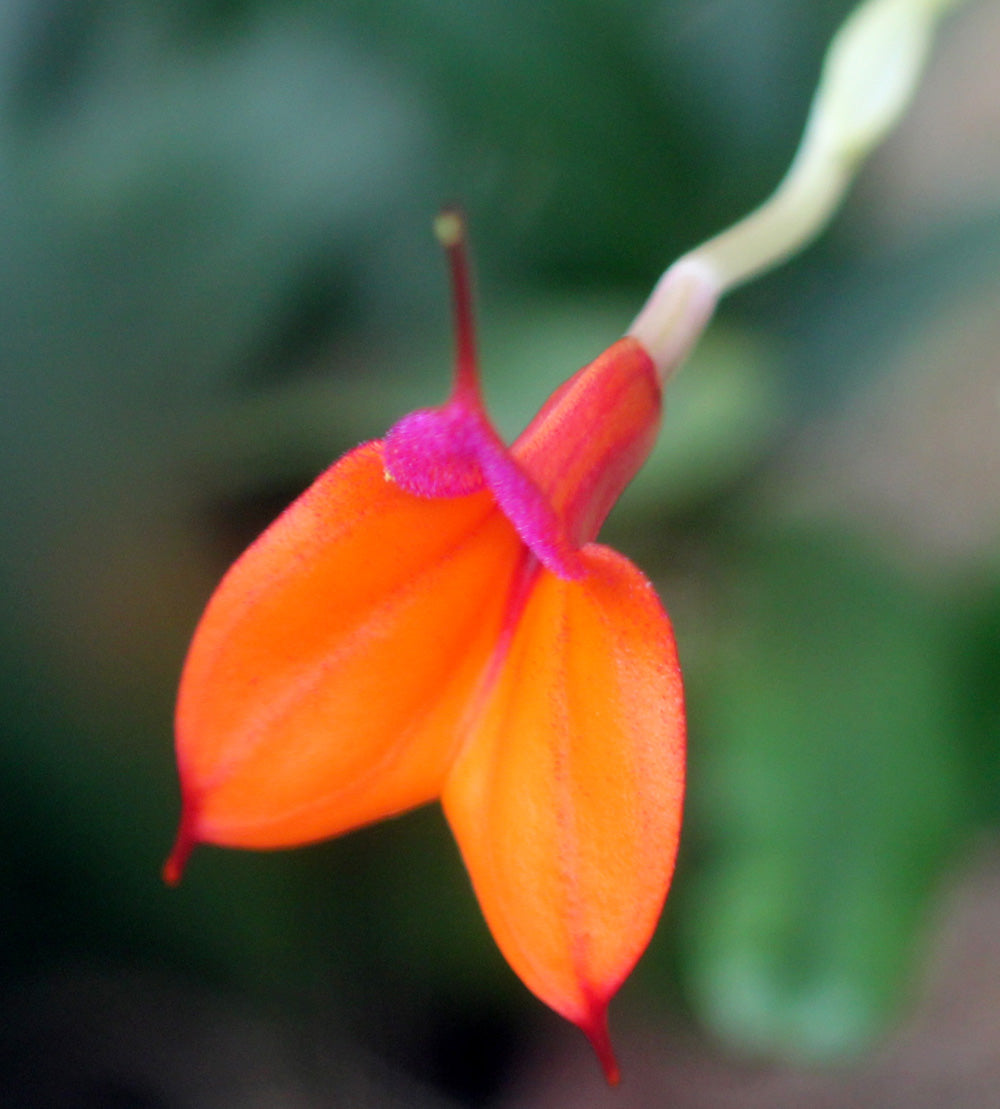 Orange Utricularia Flower seeds for Planting Seasonal Bloomer, Heirloom & GMO Free Seeds for Home Garden vegetable and garden seeds