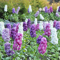 Purple & WhiteMatthiola Incana Flower seeds for Planting Sun Loving, Heirloom & GMO Free Seeds for Home Garden seeds for planting
