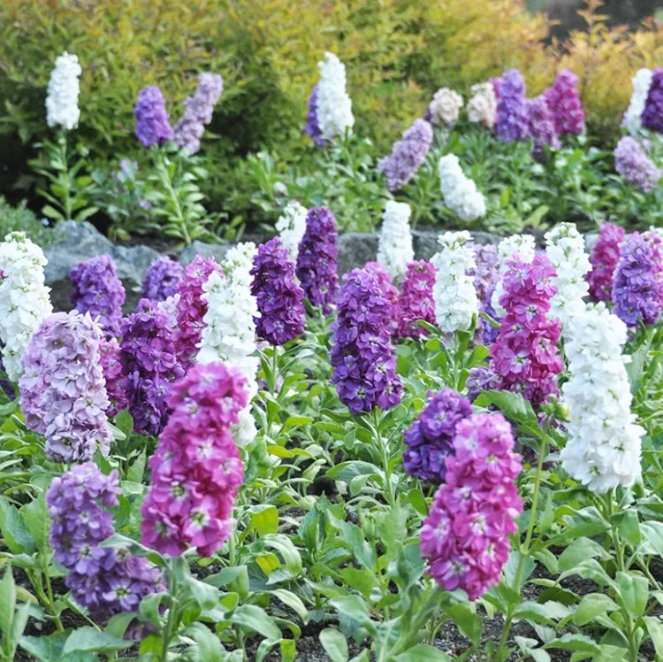 Purple & WhiteMatthiola Incana Flower seeds for Planting Sun Loving, Heirloom & GMO Free Seeds for Home Garden seeds for planting