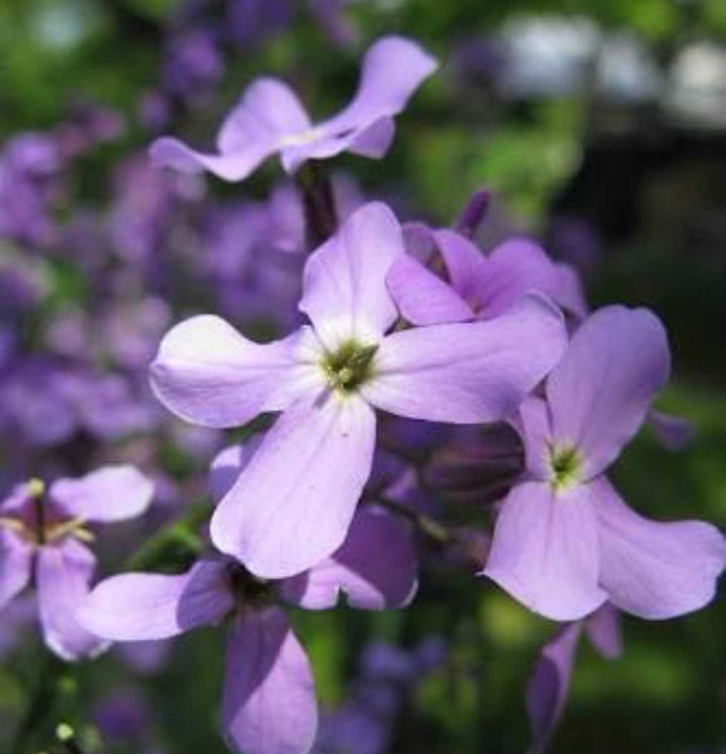 Premium Matthiola Flower seeds for Planting Perfect for Borders, Heirloom & GMO Free Seeds for Home Garden seeds