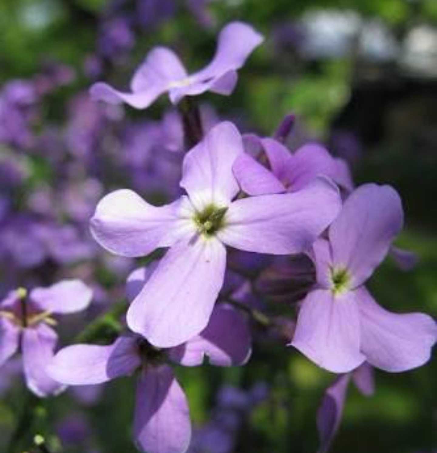 Premium Matthiola Flower seeds for Planting Perfect for Borders, Heirloom & GMO Free Seeds for Home Garden seeds