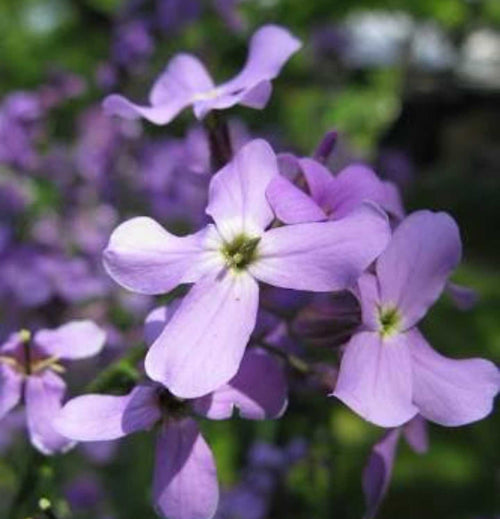 Bicornis Flower seeds for Planting Colorful Display, Heirloom & GMO Free Seeds for Home Garden seeds for planting