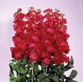 Maroon Matthiola Incana Flower seeds for Planting Long Bloom Season, Heirloom & GMO Free Seeds for Home Garden seeds for planting