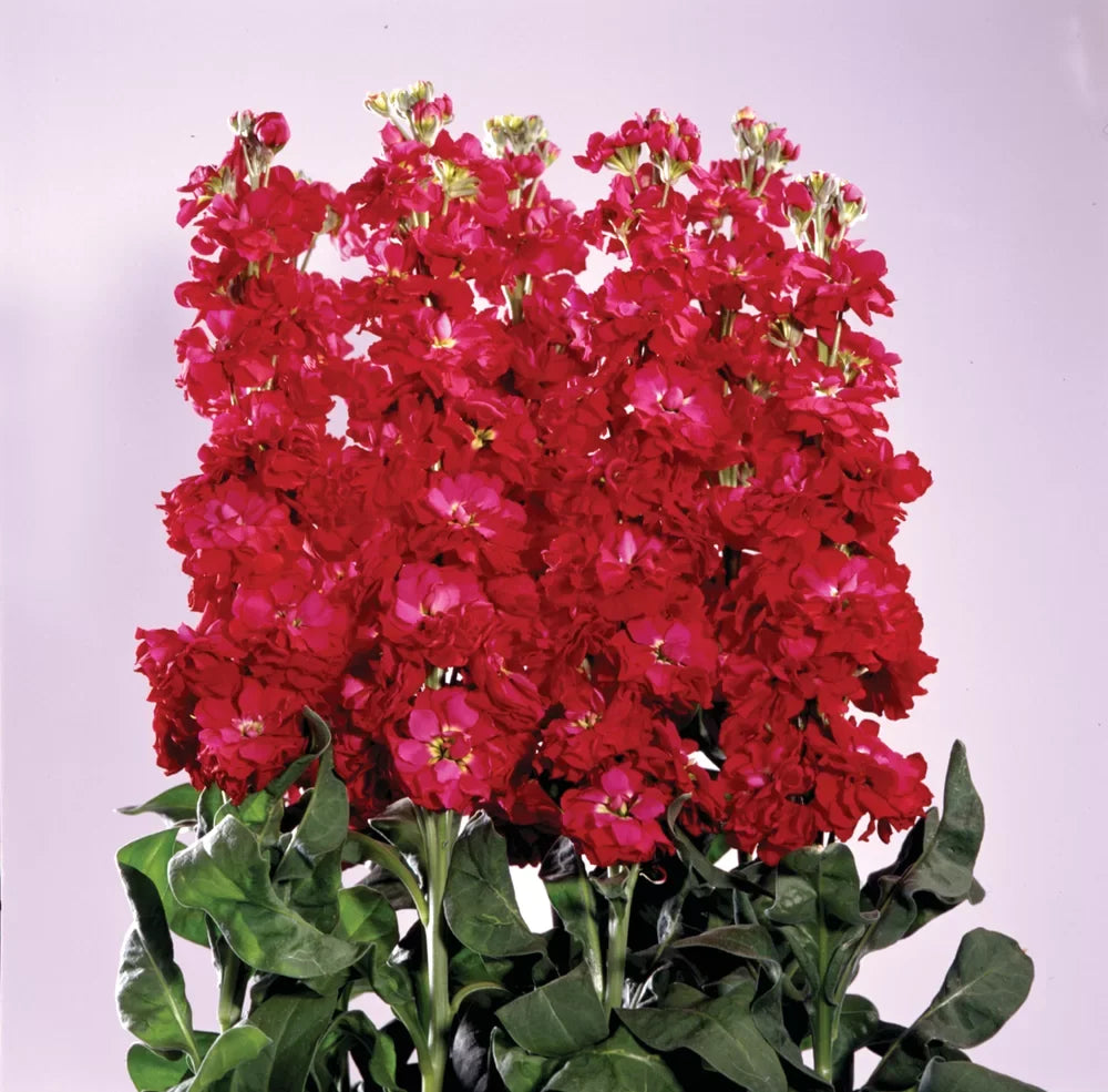 Maroon Matthiola Incana Flower seeds for Planting Long Bloom Season, Heirloom & GMO Free Seeds for Home Garden seeds for planting