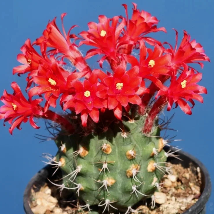 High quality Red Matucana Flower seeds for Planting Cottage Garden Essential, Heirloom & GMO Free Seeds for Home Garden seeds pack