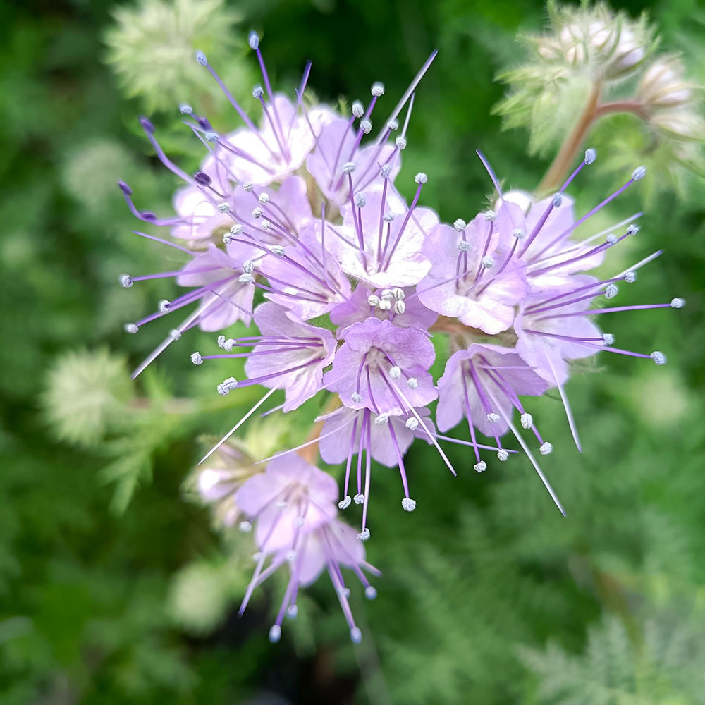 Phacelia Flower seeds for Planting Vibrant Colors Heirloom & GMO Free Seeds for Home Garden