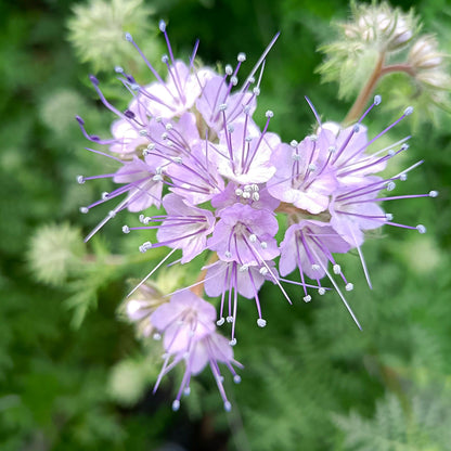 Phacelia Flower seeds for Planting Vibrant Colors Heirloom & GMO Free Seeds for Home Garden