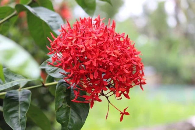 Red Ixora Flower seeds for Planting Hardy Variety, Heirloom & GMO Free Seeds for Home Garden Sale vegetable and garden seeds