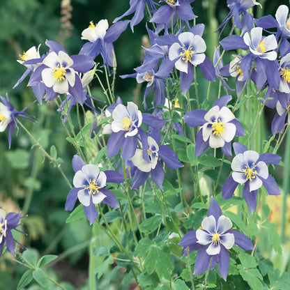 Blue Columbine Flower seeds for Planting Pollinator Friendly Heirloom & GMO Free Seeds for Home Garden
