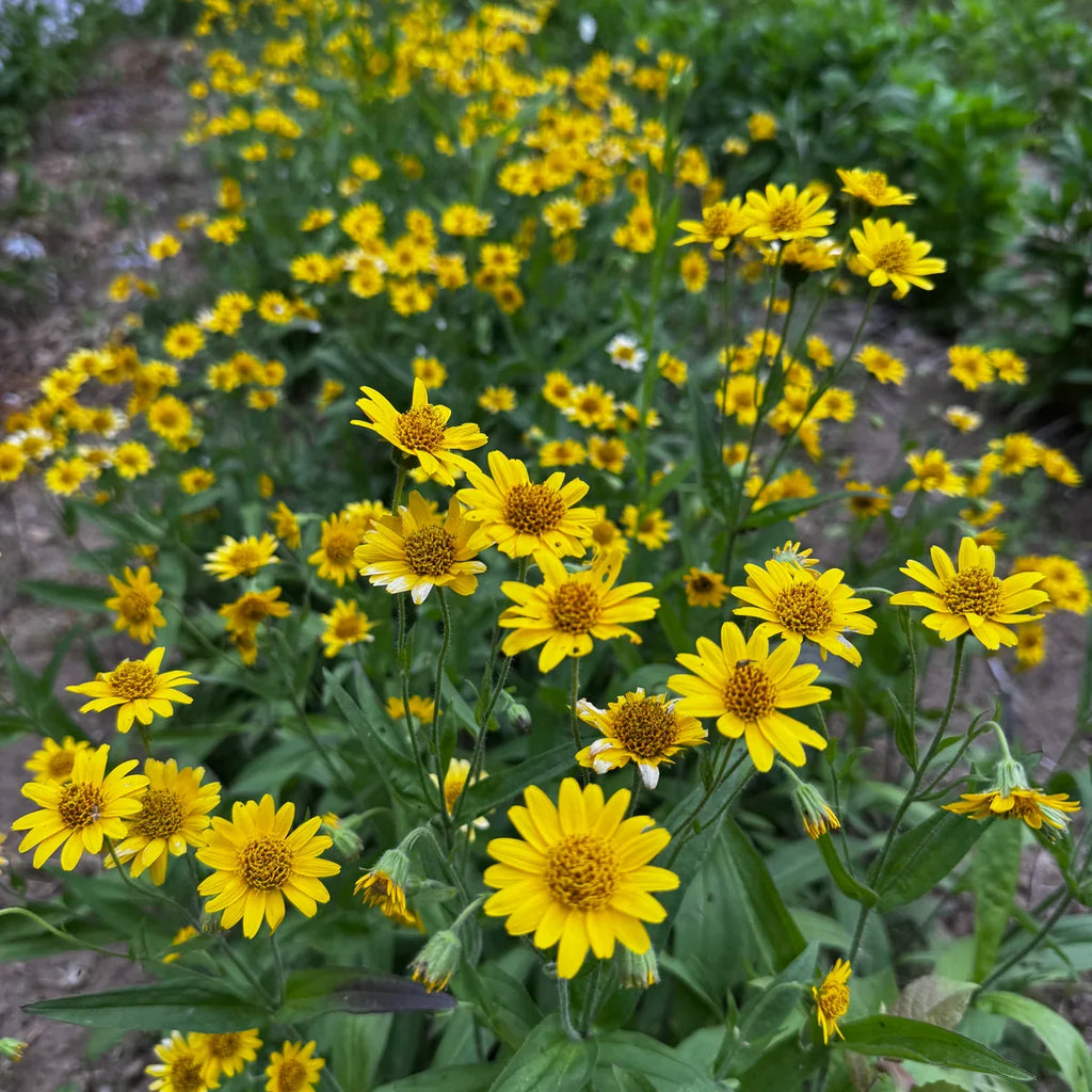Fresh Arnica Flower seeds for Planting Bright Blooms, Heirloom & GMO Free Seeds for Home Garden vegetable and garden seeds