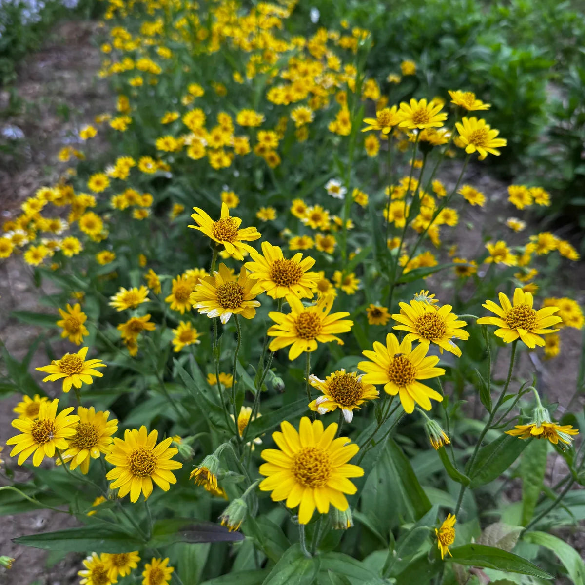 Fresh Arnica Flower seeds for Planting Bright Blooms, Heirloom & GMO Free Seeds for Home Garden vegetable and garden seeds