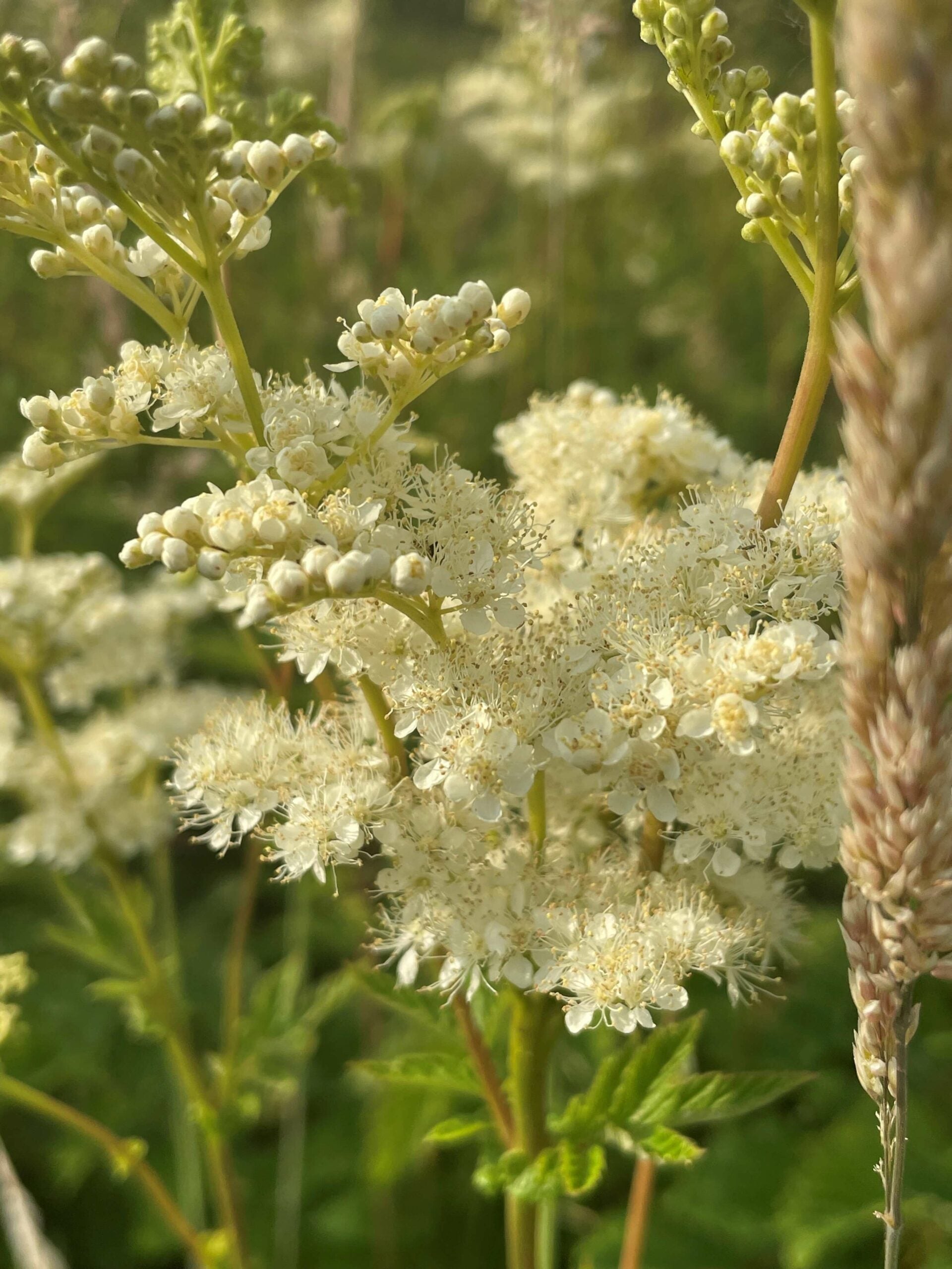 High quality Green Filipendula Flower seeds for Planting Fragrant Blossoms, Heirloom & GMO Free Seeds for Home Garden seeds pack