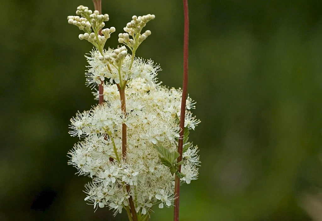 Green Filipendula Flower seeds for Planting Fragrant Blossoms, Heirloom & GMO Free Seeds for Home Garden vegetable and garden seeds
