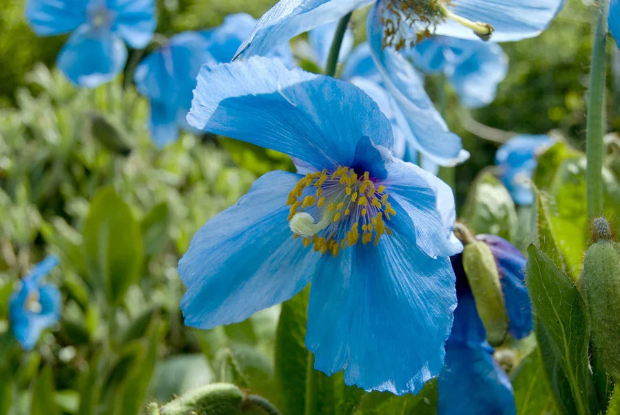 Premium Lingholm Flower seeds for Planting Drought Tolerant, Heirloom & GMO Free Seeds for Home Garden seeds