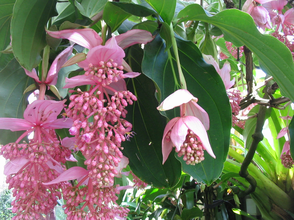 Premium Medinilla Flower seeds for Planting Seasonal Bloomer Heirloom & GMO Free Seeds for Home Garden seeds