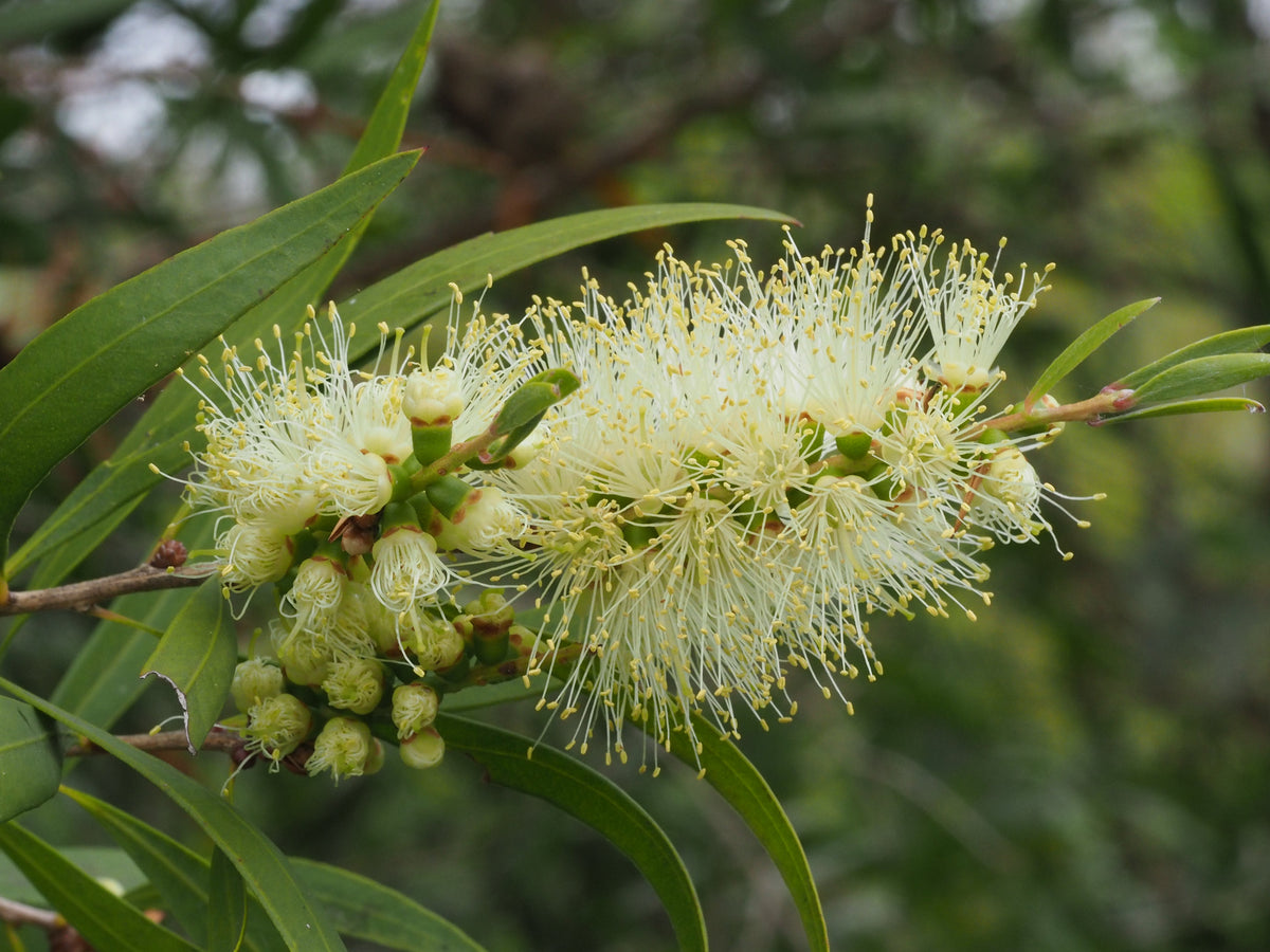 Bottle Brush Melaleuca Flower seeds for Planting Premium Quality Heirloom & GMO Free Seeds for Home Garden