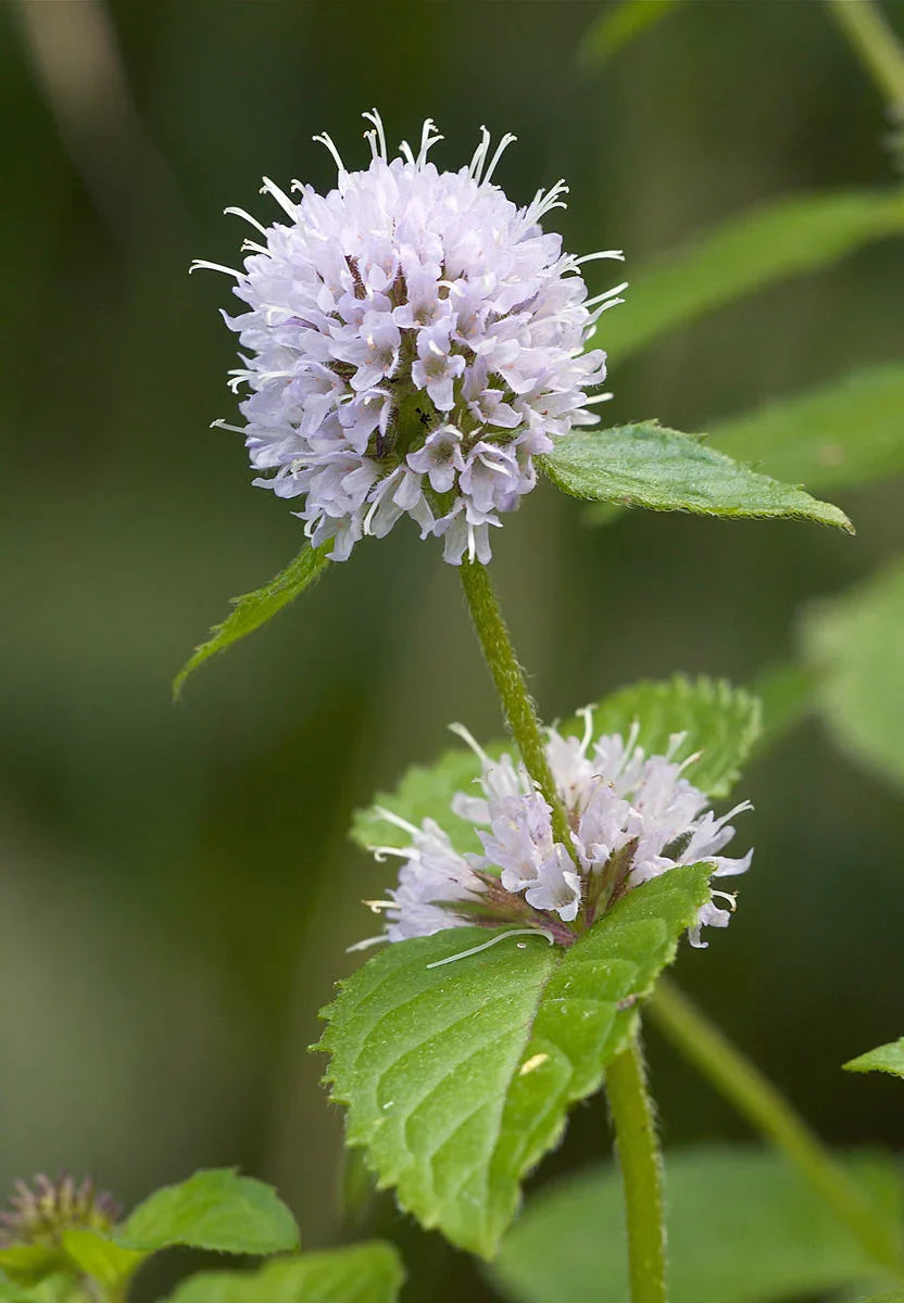 High quality Mint Flower seeds for Planting Shade Tolerant Heirloom & GMO Free Seeds for Home Garden seeds pack
