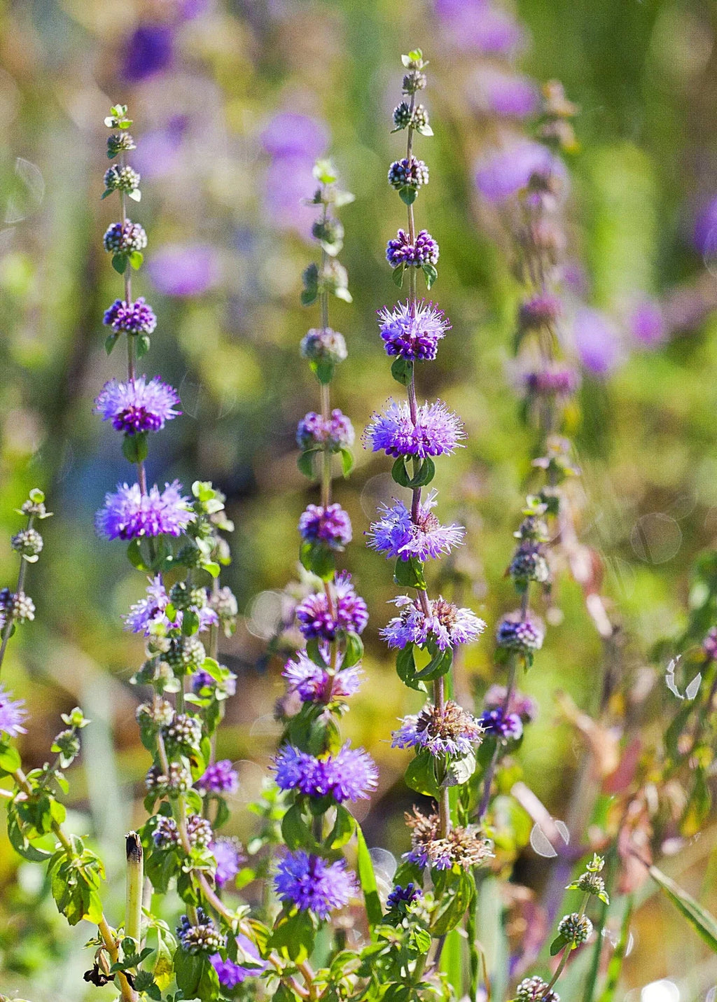 Violet Pennyroyal Flower seeds for Planting Cut Flower Favorite, Heirloom & GMO Free Seeds for Home Garden vegetable and garden seeds