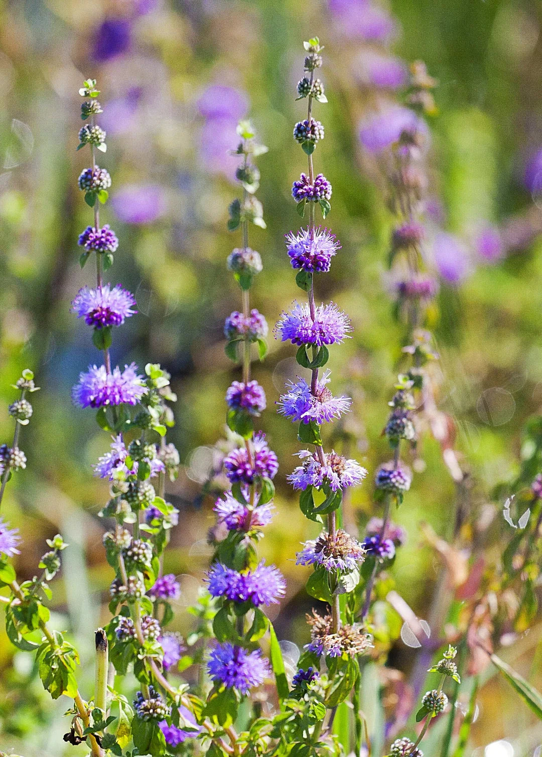 Violet Pennyroyal Flower seeds for Planting Cut Flower Favorite, Heirloom & GMO Free Seeds for Home Garden vegetable and garden seeds