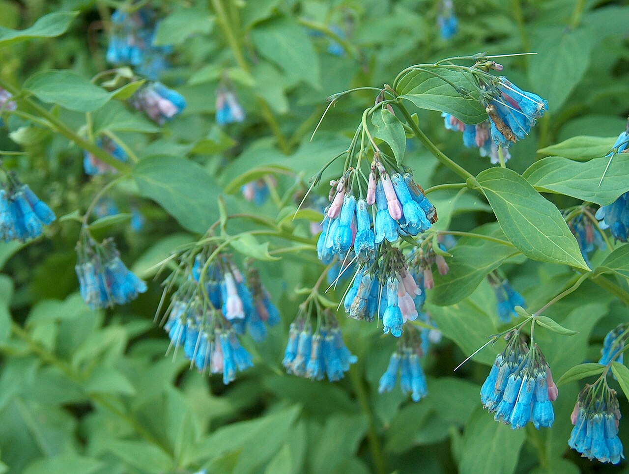 Pink Symphytum Flower seeds for Planting Vibrant Colors, Heirloom & GMO Free Seeds for Home Garden seeds for planting