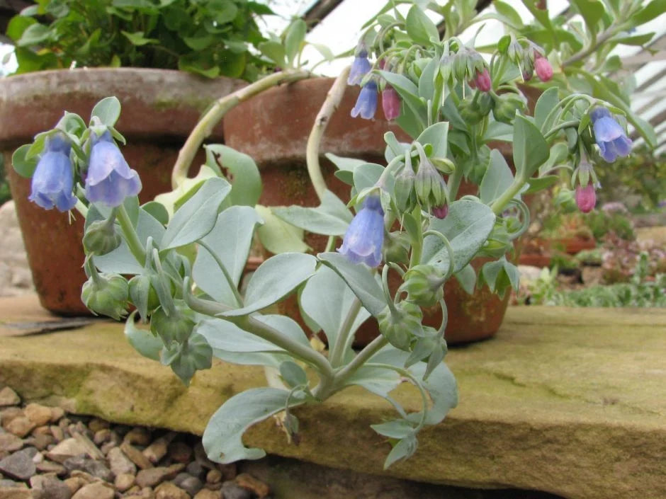 Premium Mertensia Maritima Flower seeds for Planting Perfect for Borders, Heirloom & GMO Free Seeds for Home Garden seeds