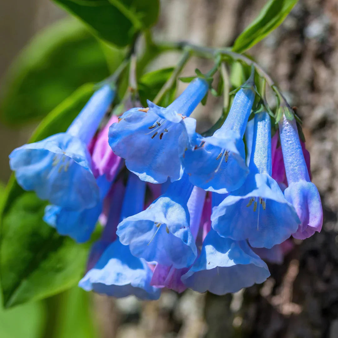Premium Mertensia Flower seeds for Planting Cottage Garden Essential, Heirloom & GMO Free Seeds for Home Garden seeds