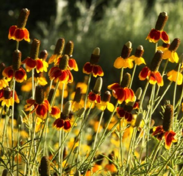 Mexican Hat Flower seeds for Planting Drought Tolerant Heirloom & GMO Free Seeds for Home Garden