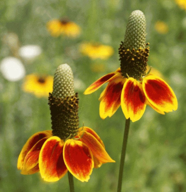 Ratibida Flower seeds for Planting Long Bloom Season Heirloom & GMO Free Seeds for Home Garden