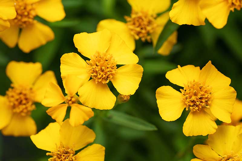Premium Estragon Flower seeds for Planting Garden Favorite, Heirloom & GMO Free Seeds for Home Garden seeds